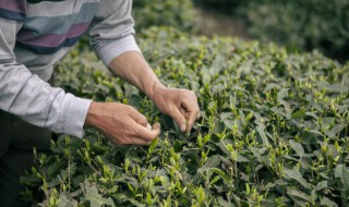 洞庭碧螺春产地在哪里 洞庭碧螺春的简介