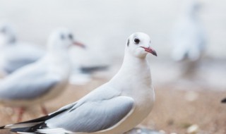 挑选鸽子公母的方法 鸽子怎么分公母