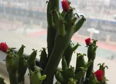 养珊瑚需要加热棒吗 珊瑚棒如何养护一盆变多盆