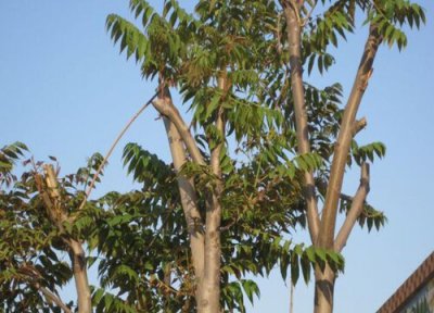 栾树蚜虫防治 栾树病虫害防治方法与技术措施