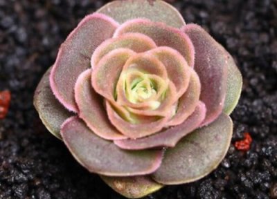 秋季多肉养护要点 秋季养护多肉容易出状态