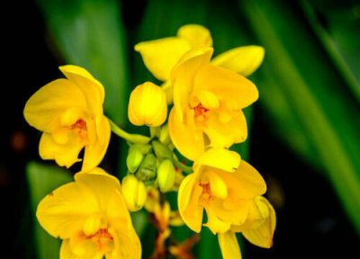 兰花夏季换盆 秋季如何给兰花换盆比较好