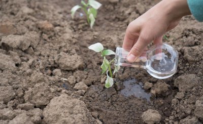 水溶肥一般几天见效 水溶肥使用后3-5天即可快速见效