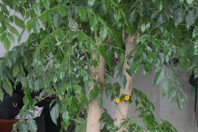 幸福树扦插步骤图解技巧 幸福树怎么扦插繁最简单