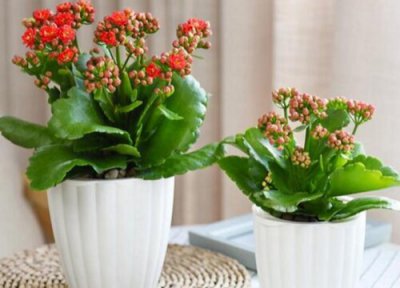 长寿花耐寒的最低温度 冬天最低能承受几度低温不冻死