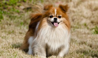 小狗可以喝酸奶吗 小狗能不能饮用酸奶