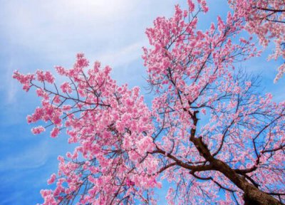 樱花和桃花的区别是什么 樱花和樱桃花是一种东西吗