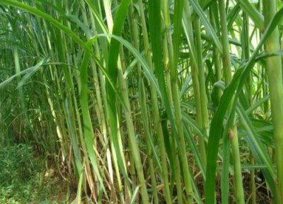 增润草耐寒吗 增润草耐寒温度及越冬养护方法