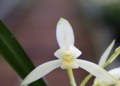 兰花怎么养才旺盛 新买的兰花如何服盆快长得旺