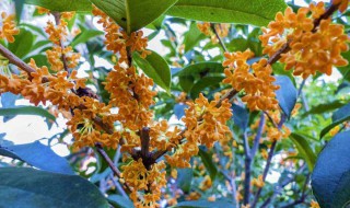 金桂花怎么养才长得好 金桂花如何养殖