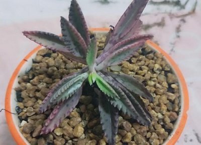 落地生根耐寒吗 大叶落地生根冬天怎么养