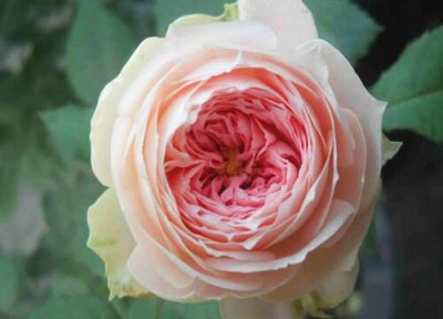 门廊绒球月季是藤本还是灌木 门廊绒球月季属于藤本还是灌木