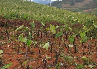 植物快速生根方法 如何让植物快速生根