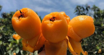 枇杷是哪个地方的特产水果 全国枇杷产地哪里最有名