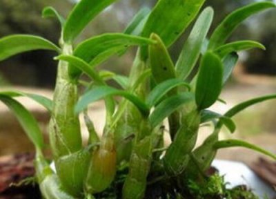 霍山石斛特点 霍山石斛的功效与作用