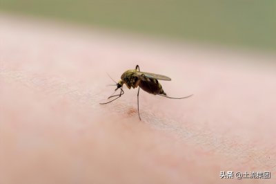 教你三招不惹蚊子咬 蚊子最怕的3个克星都是什么