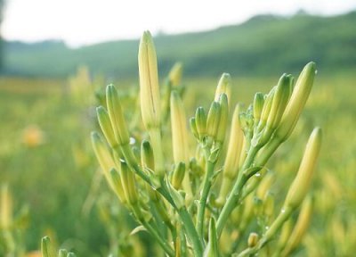 黄花菜生长周期 黄花菜的生长周期是多长时间