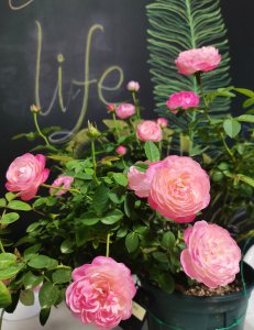 月季和室值得入吗 小型灌木月季花和室月季优缺点介绍