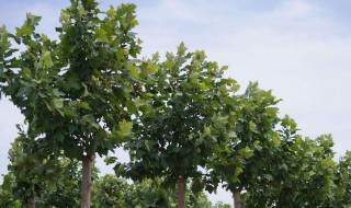 法桐种植养护方法注意事项 法桐怎么种植