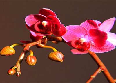 蝴蝶兰酸碱 北方养护蝴蝶兰水质偏碱怎么办