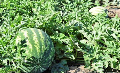 西瓜如何施肥才能又大又甜 种植西瓜合理施肥促高产