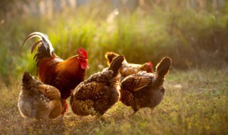 养殖场冬天要注意什么事项 养殖场冬天要注意哪些事项