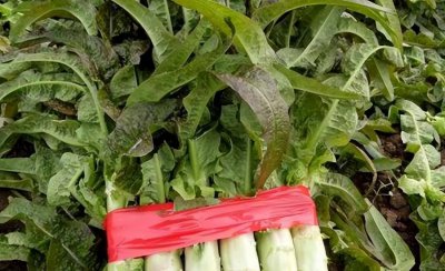 莴笋和油麦菜是一种菜吗 两种菜不是一个品种有区别