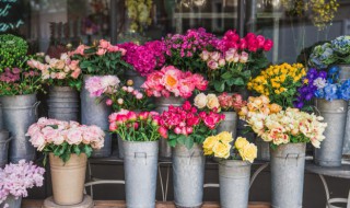 口红吊兰什么时候开花 口红吊兰的开花时间