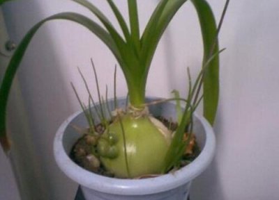 吉祥草花期时间 吉祥草花期是什么时候