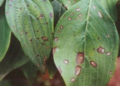 黄皮炭疽病发病原因 黄皮炭疽病的发病原因及治疗方法