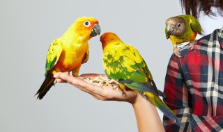 冬天室内怎样养好牡丹鹦鹉 冬天室内如何养好牡丹鹦鹉