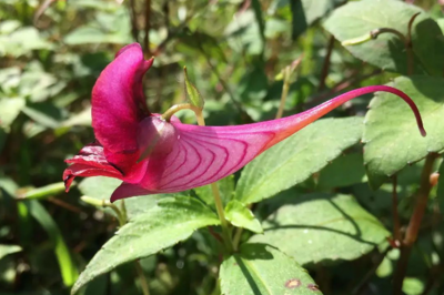 凤仙花长什么样子图片 凤仙花开花的花朵真实样子