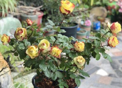 苏萨月季优点 苏萨月季的优缺点