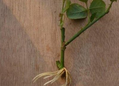 柿子树扦插繁殖 柿子树可以扦插繁殖吗