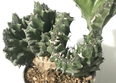 麒麟掌烂根怎么办 烂根处理方法