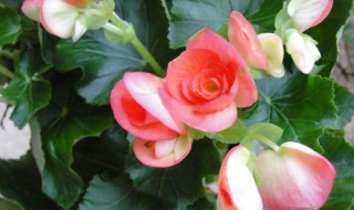 四季海棠可以放卧室吗 四季海棠能放在卧室吗