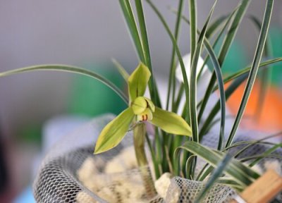 对花兰不开花什么原因 兰花不开花是什么原因所造成的