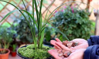 兰花换盆方法和注意事项 如何给兰花换盆 换盆后要注意什么