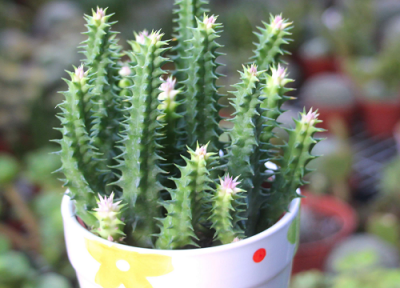 仙人掌怎么养长得快长得粗 怎么让仙人掌长成想要的样子