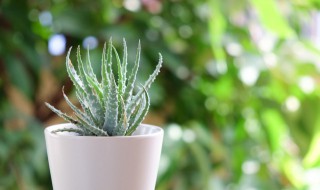 懒人适合养什么小盆栽 懒人适合养哪些小盆栽