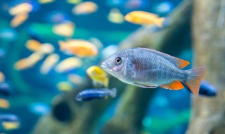 什么属相的人不能养金鱼 哪个生肖的人不能养金鱼