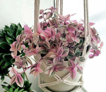 油画婚礼适合深盆还是矮盆 婚礼油画用什么盆栽好看