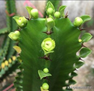 我家养的龙骨不开花是怎么回事 龙骨花不开花是什么原因