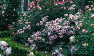 哪些花适合在重庆种植 什么花适合在重庆种植