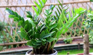 金钱树冬天怎么养才能长高 金钱树冬天如何养才能长高