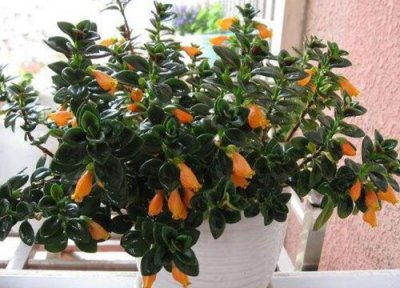 金鱼吊兰日常养护方法 如何打顶修剪开花多