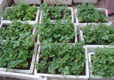 用泡沫箱种菜有毒吗 家庭阳台用泡沫箱种菜方法