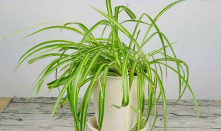 吊兰水怎么养才能更旺盛 水养吊兰的方法