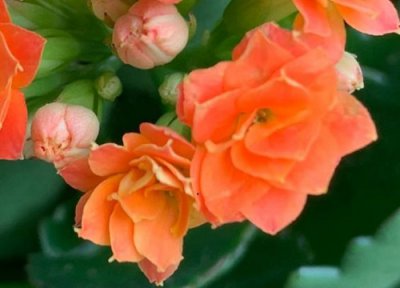 夏季养长寿花为什么烂 夏季如何养长寿花不怕黑腐还长得旺