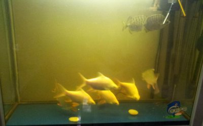 鱼缸水发黄怎么回事 鱼缸水容易发黄的原因及解决方案